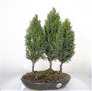 <b>Cipresso Bosco</b> Esemplare Unico cm 48-198,00 €