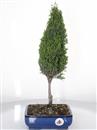 <b>Cipresso</b> Esemplare Unico cm 45-39,80 €