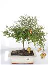 <b>Melograno Nano</b> Esemplare Unico cm 31-69,00 €