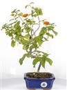 <b>Lantana</b> Esemplare Unico cm 36-49,00 €