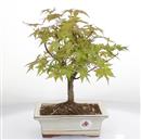 <b>Acero Deshojo</b> Esemplare Unico cm 31-99,00 €