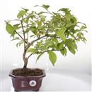 <b>Callicarpa</b> Esemplare Unico cm 38-120,00 €