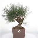 <b>Pino Nero Corticosa</b> Esemplare Unico cm 50-550,00 €