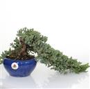 <b>Ginepro Procumbens</b> Esemplare Unico cm 21-110,00 €