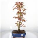 <b>Acero Deshojo</b> Esemplare Unico cm 50-240,00 €