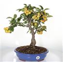 <b>Melo Halliana</b> Esemplare Unico cm 50-198,00 €