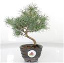 <b>Pino a 5 Aghi Shohin da Seme</b> Esemplare Unico cm 20-120,00 €