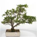 <B>Azalea Indica</B> Esemplare Unico cm 48-300,00 €