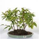 <b>Carpino Laxiflora Bosco </b>Esemplare Unico cm 31-299,00 €