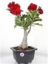 <b>Adenium Rosso</b> Esemplare Unico cm 44-75,00 €