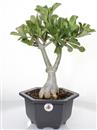 <b>Adenium Rosso</b> Esemplare Unico cm 45-75,00 €