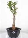 <b>Baobab</b> Esemplare Unico cm 50-79,00 €