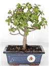 <b>Portulacaria</B> Esemplare Unico cm 24-27,00 € (10)