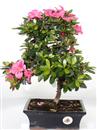 <b>Azalea Indica</b> Esemplare Unico cm 36-87,00 €