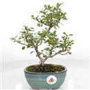 <b>Chaenomeles Superba</b> Esemplare Unico cm 27-115,00 €
