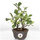 <b>Fotinia Villosa (Pourthiaea)</b> Esemplare Unico cm 26-165,00 €