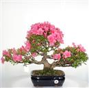 .<B>Azalea Osakazuki</B> Esemplare Unico cm 48-1.200,00 €