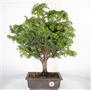 <b>Tasso</b> Esemplare Unico cm 51-185,00