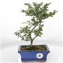 <b>Chaenomeles Chojubai</b> Esemplare Unico cm 28-115,00 €