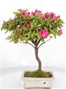 <b>Azalea Indica</b> Esemplare Unico cm 32-47,00 €