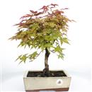 <b>Acero Deshojo</b> Esemplare Unico cm 40-160,00 €