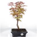 <b>Acero Deshojo</b> Esemplare Unico cm 41-170,00 €