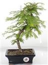 <b>Metasequoia</b> Esemplare Unico cm 34-39,80 €