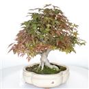 <b>Acero Deshojo</b> Esemplare Unico cm 44-1.200,00 €
