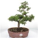 <b>Ginepro Kaizuka </b> Esemplare Unico cm 42-198,00