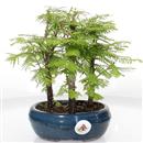 <b>Metasequoia Bosco</b> Esemplare Unico cm 23-39,80 €