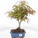 <b>Acero Deshojo</b> Esemplare Unico cm 37-65,00 €