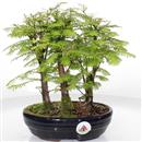 <b>Metasequoia Bosco</b> Esemplare Unico cm 27-67,00 €