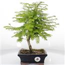 <b>Metasequoia</b> Esemplare Unico cm 33-39,80 €