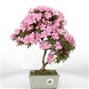 <b>Azalea Lateritium</b> Esemplare Unico cm 36-155,00 €