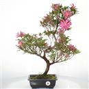 <b>Azalea Hanabin</b> Esemplare Unico cm 60-199,00 €
