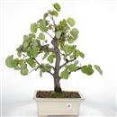 <b>Albero di Giuda</b> Esemplare Unico cm 55-298,00 €
