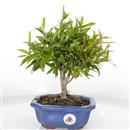 <b>Melograno Nano</b> Esemplare Unico cm 30-97,00 €