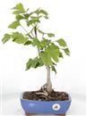 <b>Ginkgo</b> Esemplare Unico cm 39-57,00 €