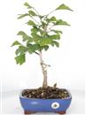 <b>Ginkgo</b> Esemplare Unico cm 40-57,00 €