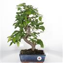 <b>Zelkova Serrata</b> Esemplare Unico cm 43-99,00 €