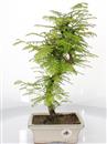 <b>Metasequoia</b> Esemplare Unico cm 38-39,80 €
