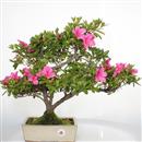 <B>Azalea Indica</B> Esemplare Unico cm 50-280,00 €