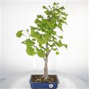 <b>Ginkgo</b> Esemplare Unico cm 60-240,00 €