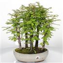 <b>Metasequoia Bosco</b> Esemplare Unico cm 35-99,00 €