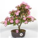 <b>Azalea Kakuo</b> Esemplare Unico cm 35-145,00 €