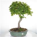 <b>Quercia</b> Esemplare Unico cm 65-390,00 €