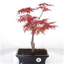 <b>Acero Deshojo</b> Esemplare Unico cm 39-99,00 €