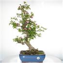 <b>Biancospino Giapponese</b> Esemplare Unico cm 68-600,00 €