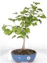 <b>Ginkgo</b> Esemplare Unico cm 48-75,00 €