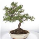 <b>Cedro del Libano</b> Esemplare Unico cm 52-250,00 €